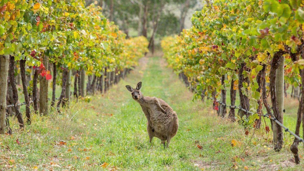 The Vines Motel & Cottages Stanthorpe Exterior foto