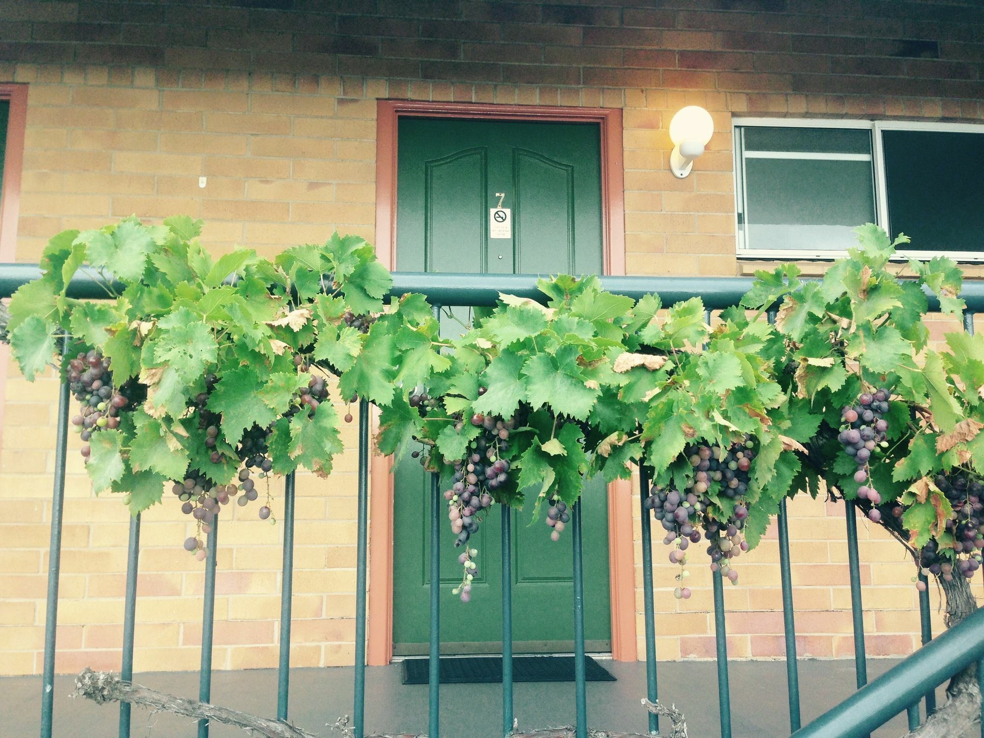 The Vines Motel & Cottages Stanthorpe Exterior foto